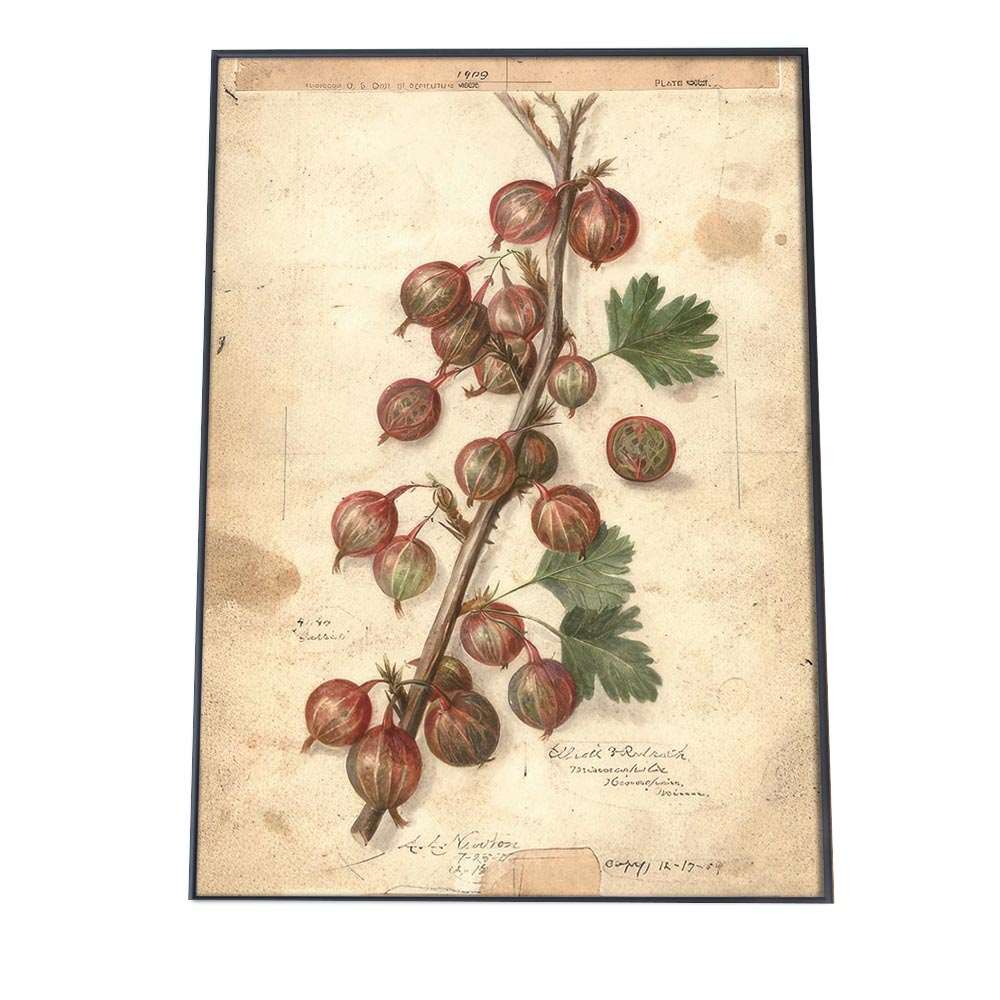 木の実 くるみ ナッツ 博物画 植物 ポスター 図鑑 レトロ 古い ビンテージ オールド デジタルリマスター インテリア おしゃれ アート 古紙 珍しい 縦【bn-poster-454】