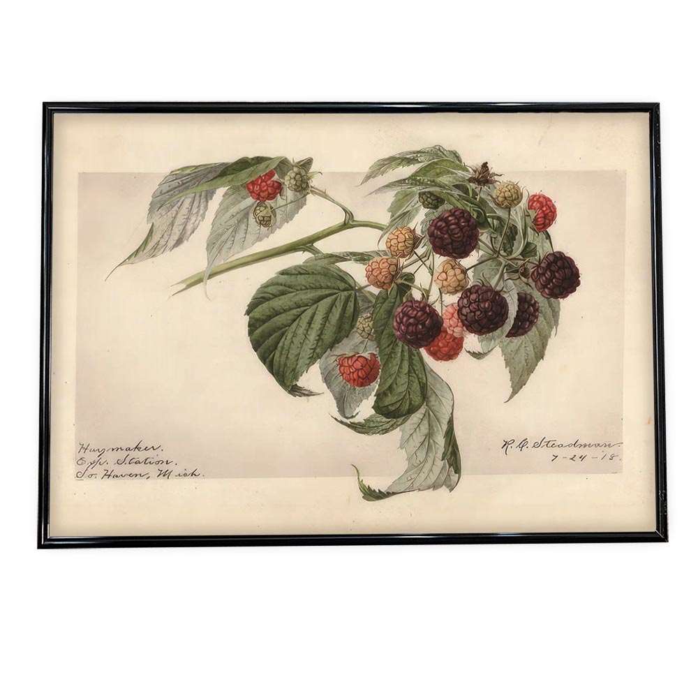 木の実 くるみ ナッツ 博物画 植物 ポスター 図鑑 レトロ 古い ビンテージ オールド デジタルリマスタ..