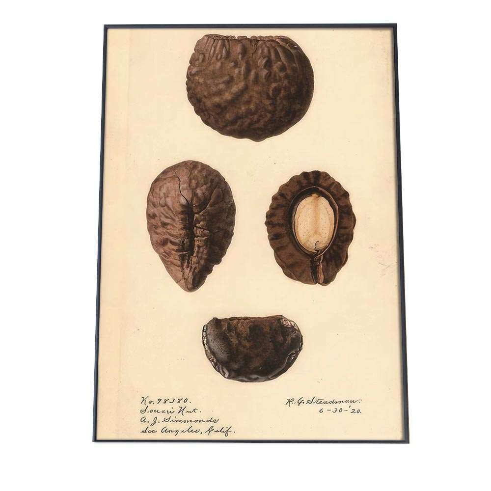木の実 くるみ ナッツ 博物画 植物 ポスター 図鑑 レトロ 古い ビンテージ オールド デジタルリマスタ..