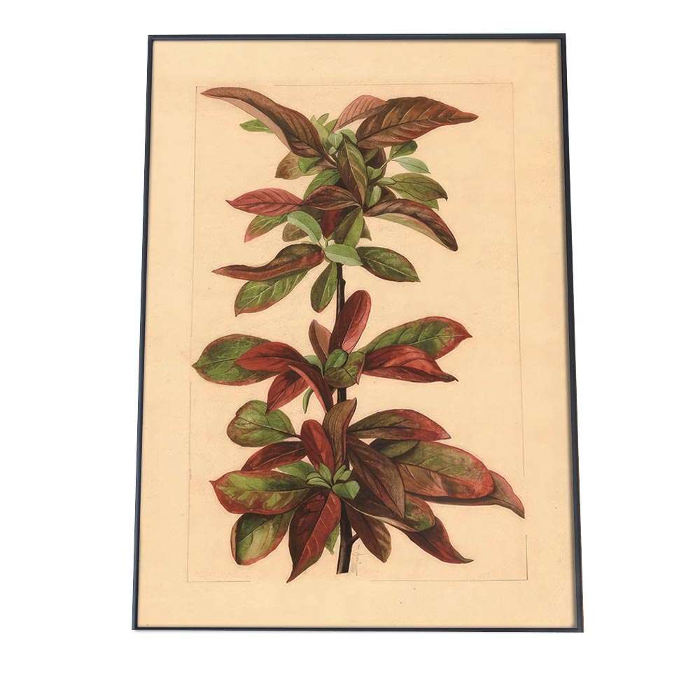 植物 葉っぱ 木 ボタニカル 博物画 植物 ポスター 図鑑 レトロ 古い ビンテージ オールド デジタルリマスター インテリア おしゃれ アート 古紙 珍しい 縦【bn-poster-462】