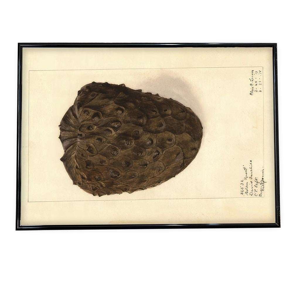 木の実 くるみ ナッツ 博物画 植物 ポスター 図鑑 レトロ 古い ビンテージ オールド デジタルリマスタ..