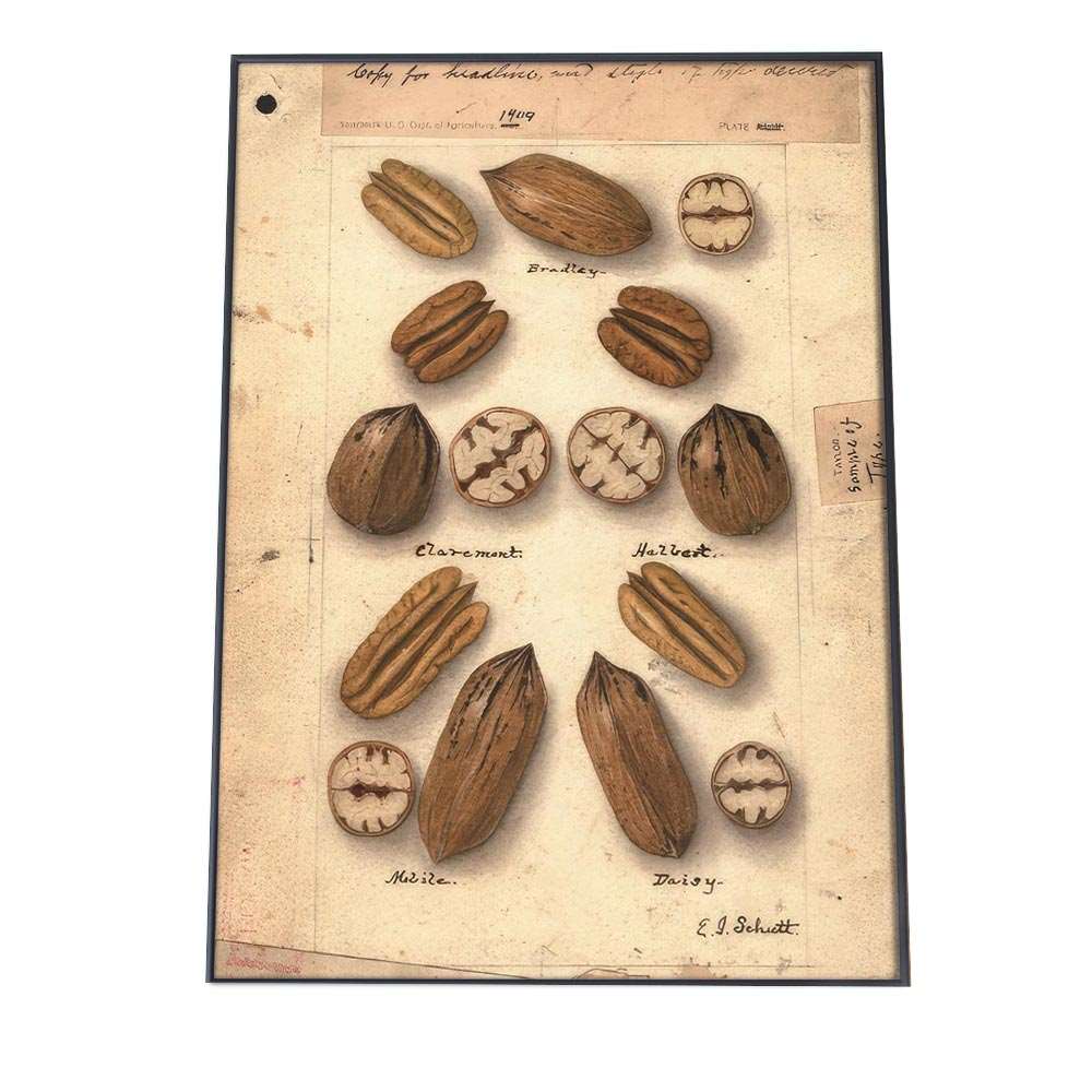 木の実 くるみ ナッツ 博物画 植物 ポスター 図鑑 レトロ 古い ビンテージ オールド デジタルリマスタ..