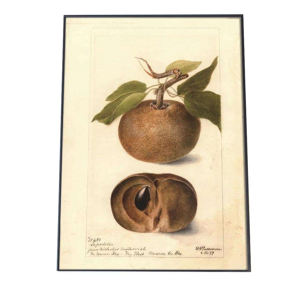 柿 カキ 果物 博物画 植物 ポスター 図鑑 レトロ 古い ビンテージ オールド デジタルリマスター インテ..