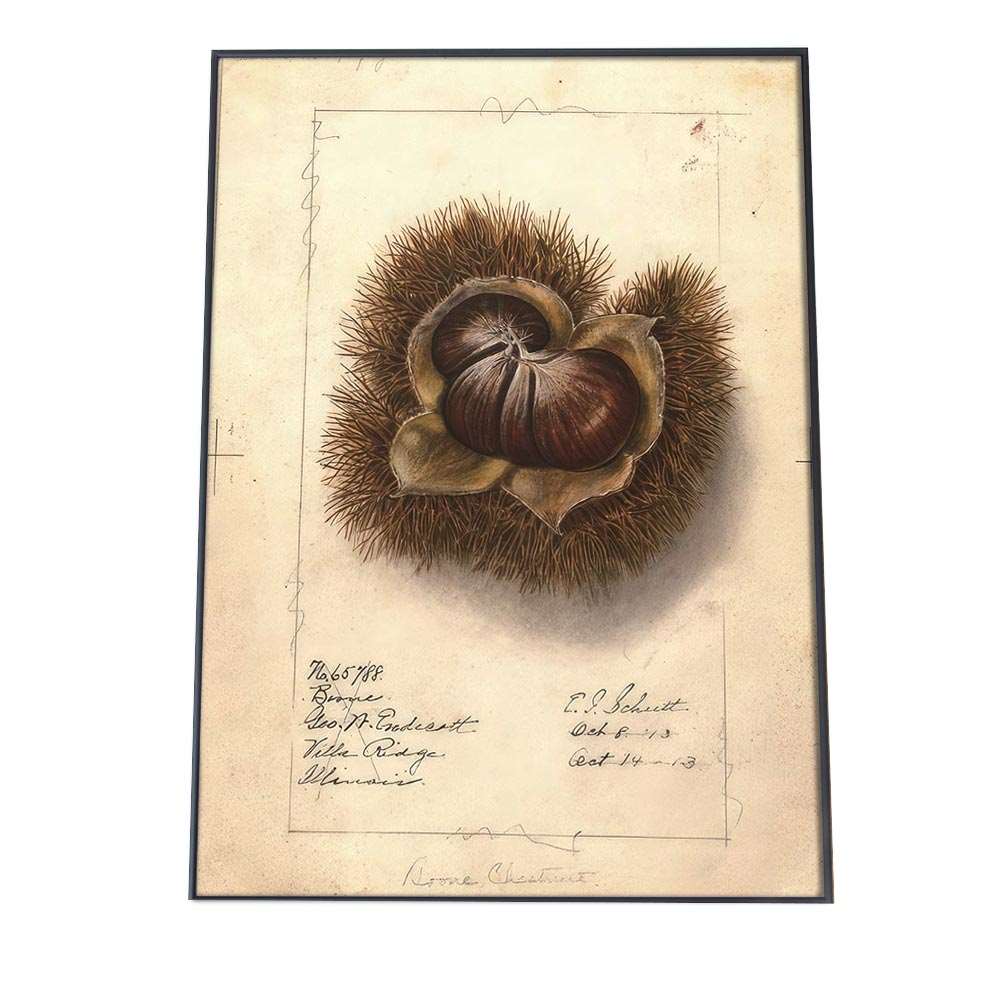栗 くり イガグリ 博物画 植物 ポスター 図鑑 レトロ 古い ビンテージ オールド デジタルリマスター イ..