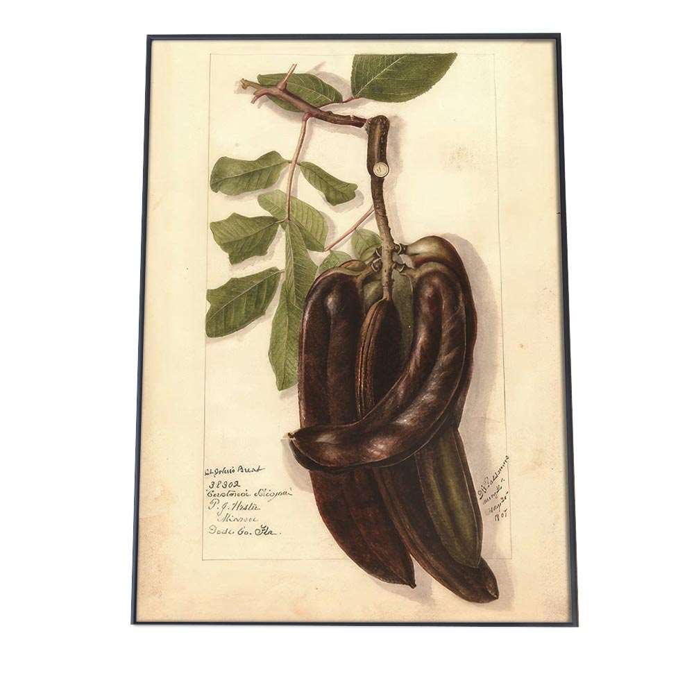 さやえんどう マメ 植物 博物画 植物 ポスター 図鑑 レトロ 古い ビンテージ オールド デジタルリマス..