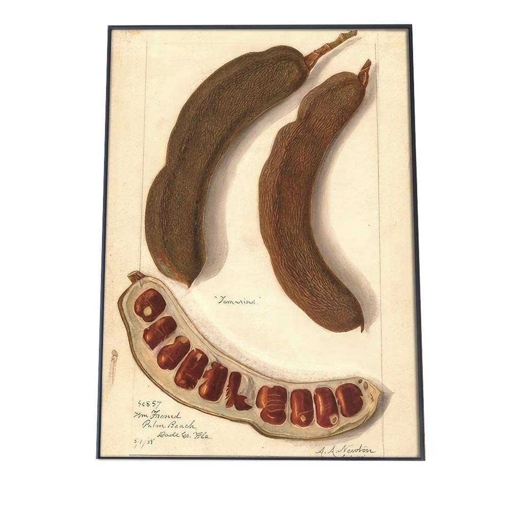 さやえんどう マメ 植物 博物画 植物 ポスター 図鑑 レトロ 古い ビンテージ オールド デジタルリマス..