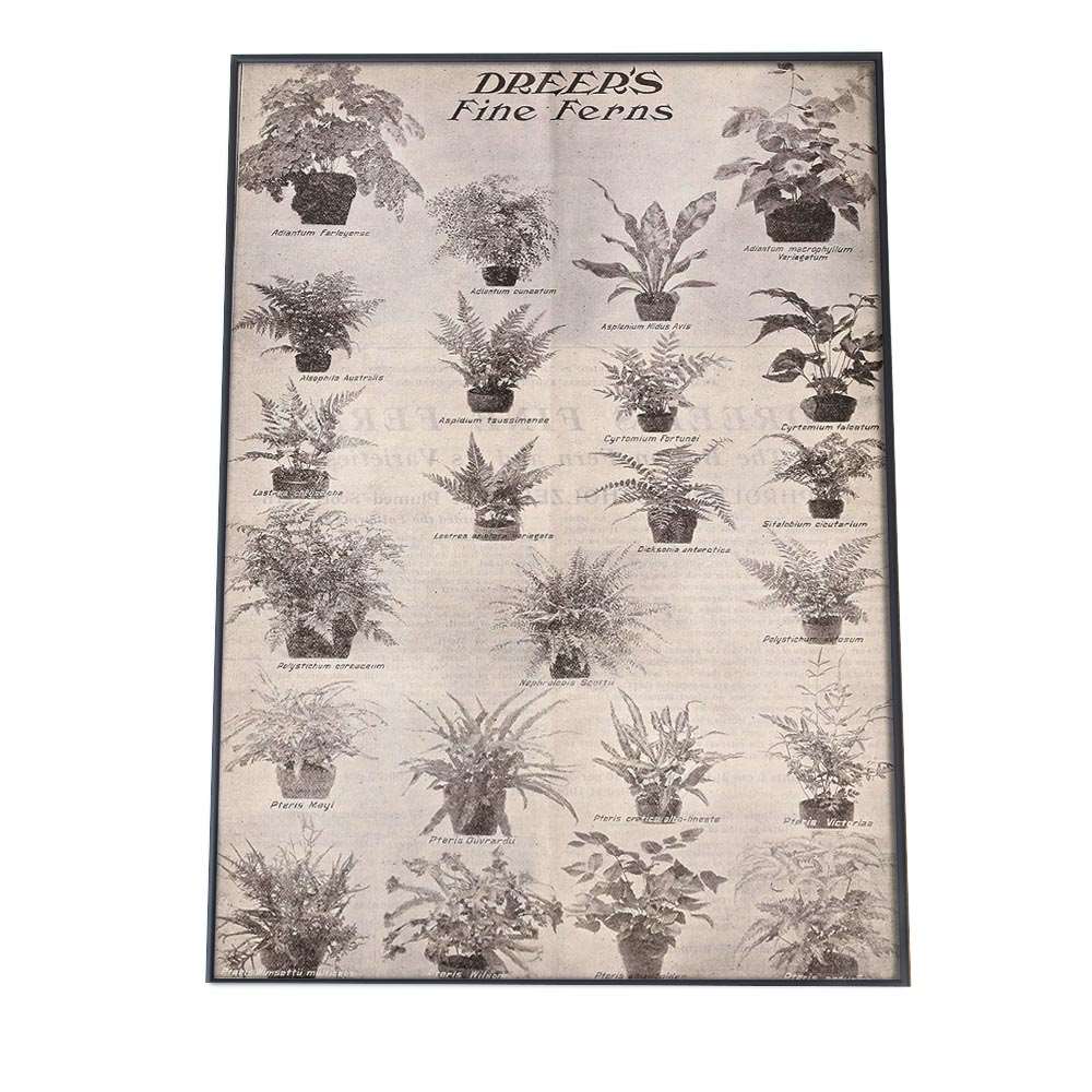 図鑑 白黒 植物 博物画 植物 ポスター 図鑑 レトロ 古い ビンテージ オールド デジタルリマスター インテリア おしゃれ アート 古紙 珍しい 縦【bn-poster-49】