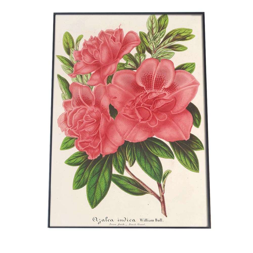 ポスター 花 植物 インテリア おしゃれ レトロ 博物画 図鑑 ナチュラル 画 絵画 水彩 お洒落 a0 a1 a2 a3 a4 b0 b1 b2 b3 b4 特大 大きい 小さい 縦【bn-poster-873】