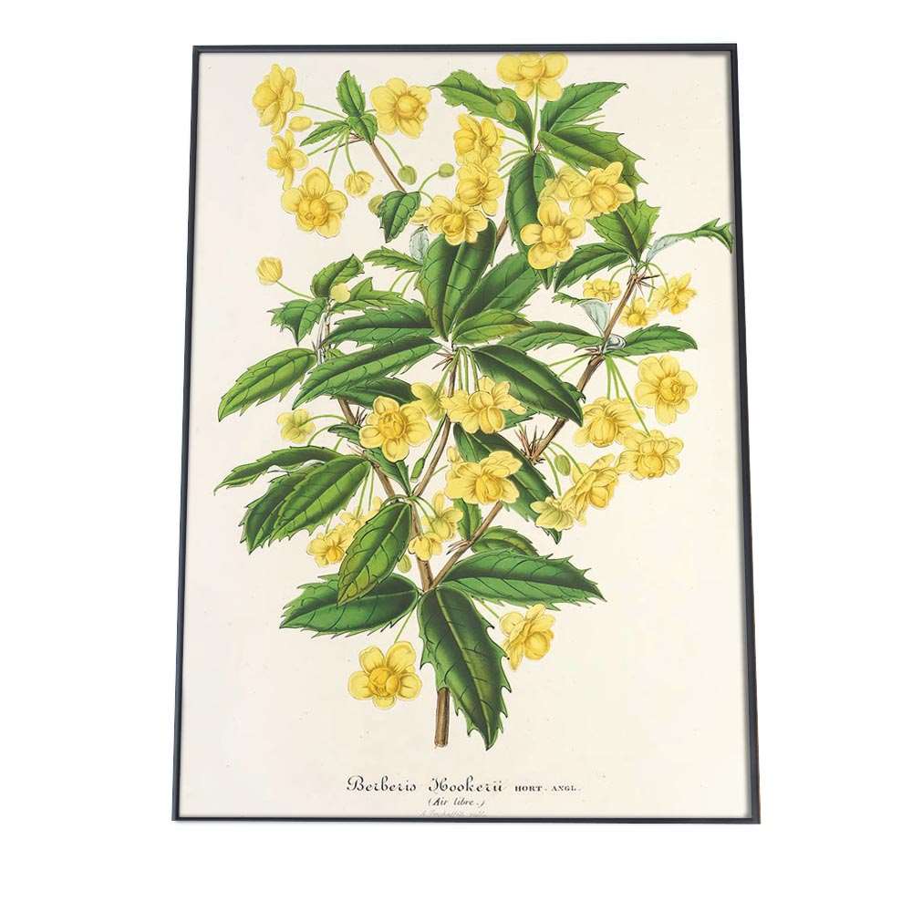 ポスター 花 植物 インテリア おしゃれ レトロ 博物画 図鑑 ナチュラル 画 絵画 水彩 お洒落 a0 a1 a2 a3 a4 b0 b1 b2 b3 b4 特大 大きい 小さい 縦【bn-poster-877】