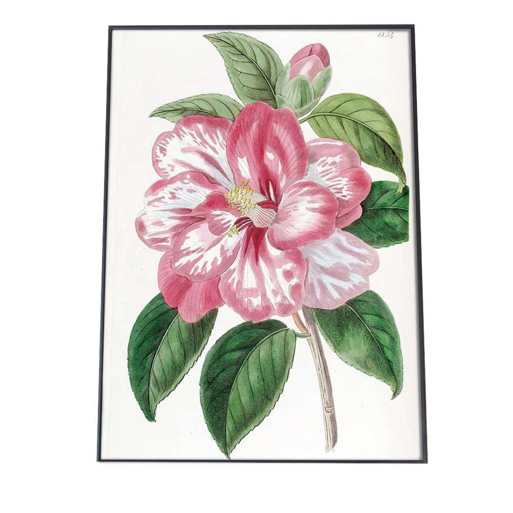ポスター 花 植物 インテリア おしゃれ レトロ 博物画 図鑑 ナチュラル 画 絵画 水彩 お洒落 a0 a1 a2 a3 a4 b0 b1 b2 b3 b4 特大 大きい 小さい 縦【bn-poster-891】