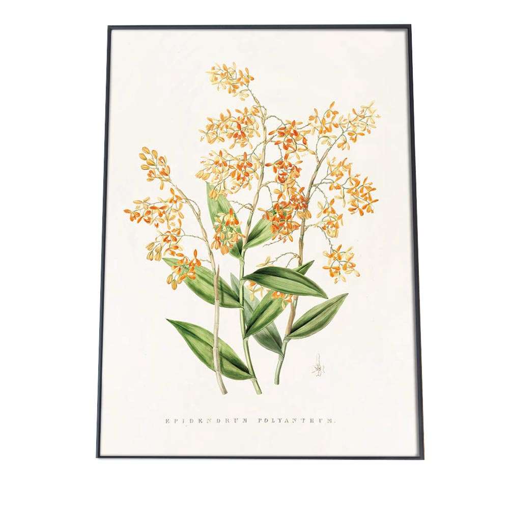 ポスター 花 植物 インテリア おしゃれ レトロ 博物画 図鑑 ナチュラル 画 絵画 水彩 お洒落 a0 a1 a2 a3 a4 b0 b1 b2 b3 b4 特大 大きい 小さい 縦【bn-poster-894】