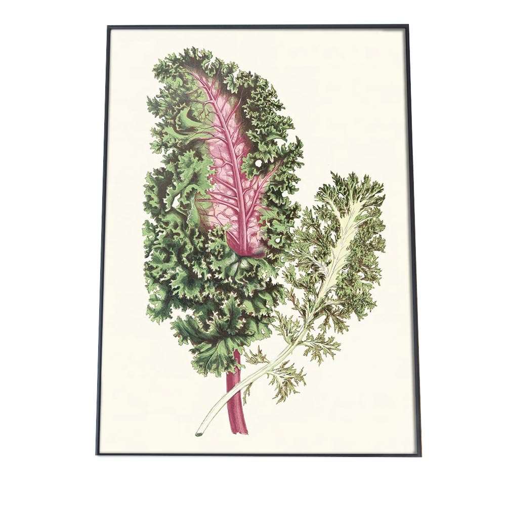 ポスター 花 植物 インテリア おしゃれ レトロ 博物画 図鑑 ナチュラル 画 絵画 水彩 お洒落 a0 a1 a2 a3 a4 b0 b1 b2 b3 b4 特大 大きい 小さい 縦【bn-poster-902】