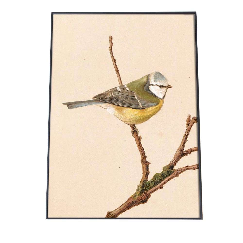 ポスター 動物 鳥 北欧 アニマル 博物画 インテリア おしゃれ フォト レトロ 古い アンティーク モダンお洒落 a0 a1 a2 a3 a4 b0 b1 b2 b3 b4 特大 大きい 小さい 縦【bn-poster-906】