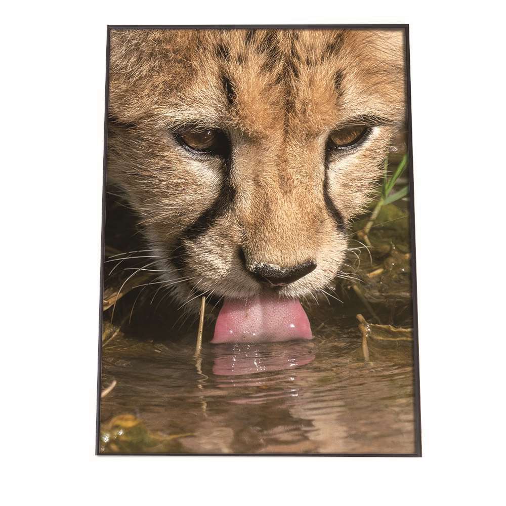 �ݥ����� �����٤������������ѻ�� �����ȥץ��� �ݥ����� ����ƥꥢ ������� �ͥ��� ����å� ���Х�� ưʪ ���˥ޥ� ���� �Ҷ� ...