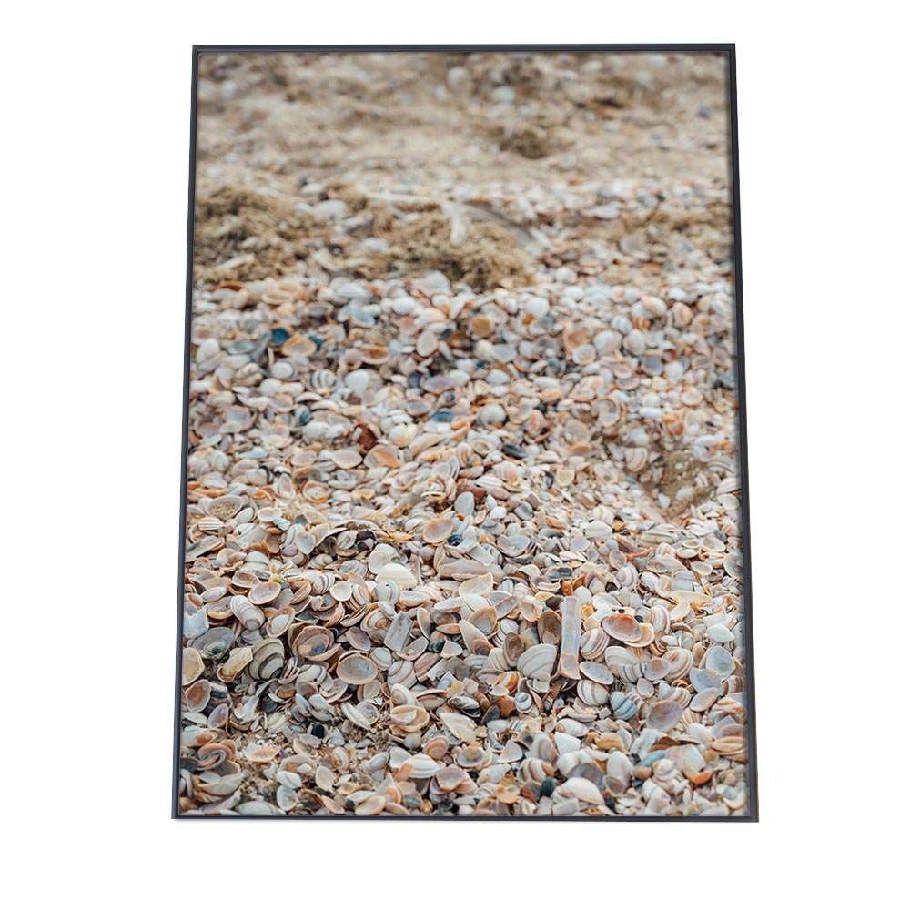 貝 シェル アサリ 貝殻 ポスター 海の生き物 オーシャン 【用紙×サイズ×デザイン】 アートプリント ポ..