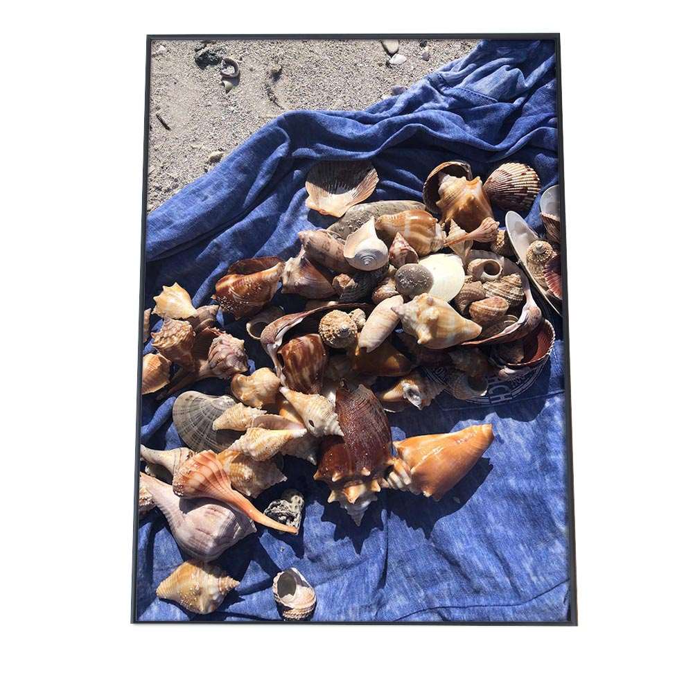 貝 シェル アサリ 貝殻 ポスター 海の生き物 オーシャン 【用紙×サイズ×デザイン】 アートプリント ポ..