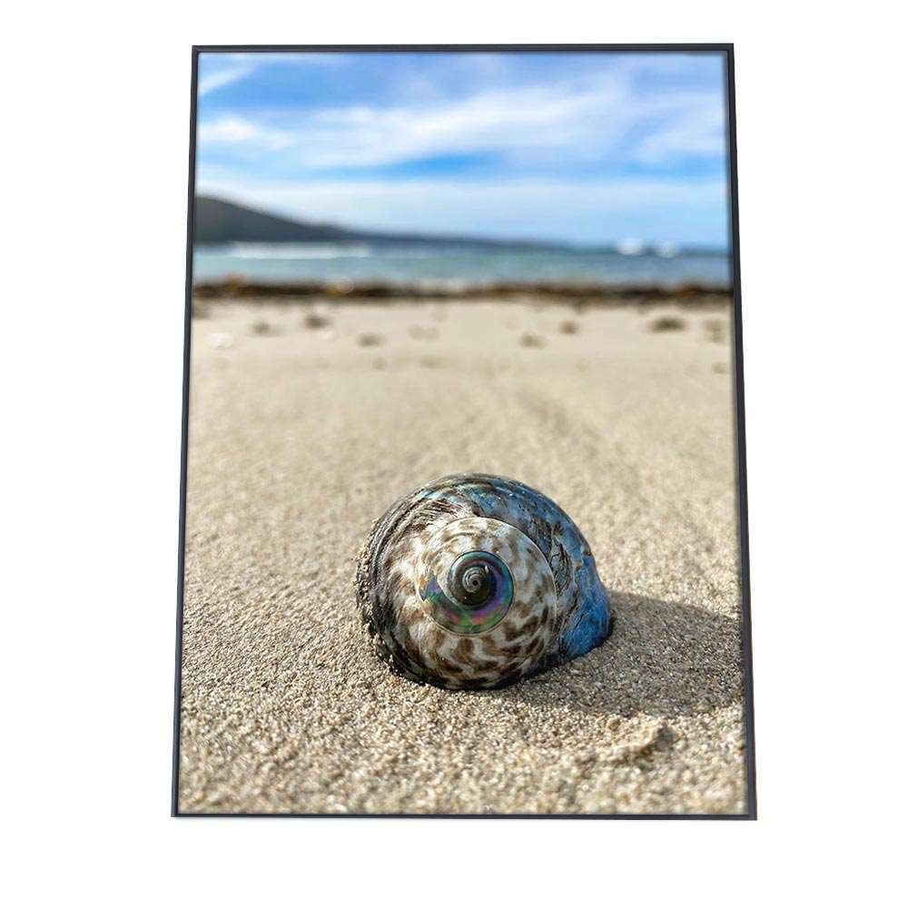 貝 シェル アサリ 貝殻 ポスター 海の生き物 オーシャン 【用紙×サイズ×デザイン】 アートプリント ポ..