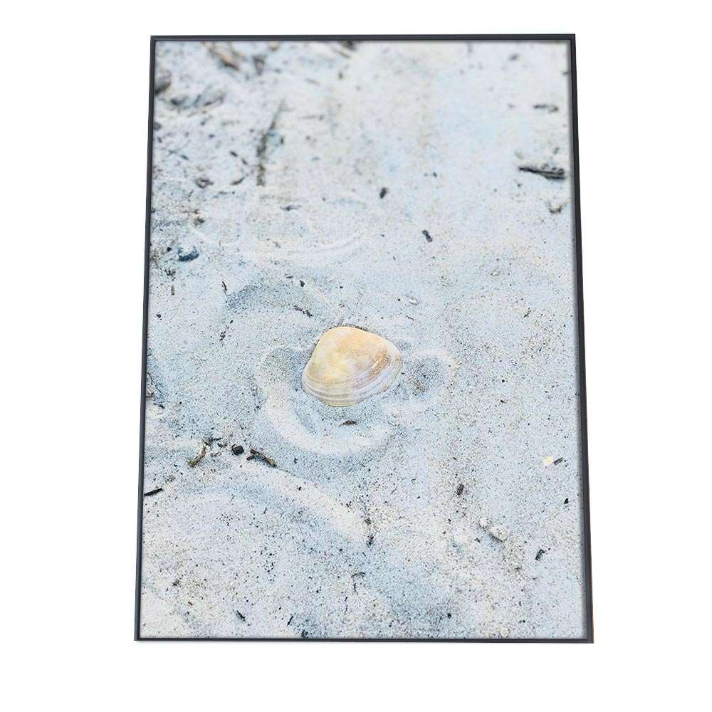 貝 シェル アサリ 貝殻 ポスター 海の生き物 オーシャン 【用紙×サイズ×デザイン】 アートプリント ポ..