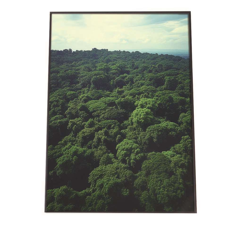 ポスター ジャングル 植物 景色 上空映像 緑 自然 森 林 木 草 葉っぱ シンプル オシャレ お洒落【lh-poster-1752】