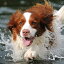 イングリッシュ・スプリンガー・スパニエル 犬 ドッグ 動物 波 サーフ ビーチ 走る ペット 夏 正方形ポスター 四角 デザイン ポスター スクエア 5センチ刻みでサイズ豊富 インテリア デザイン プリント 絵画 オフィス 住宅 店舗 お洒落 かっこいい【sq-poster-607】 990円
