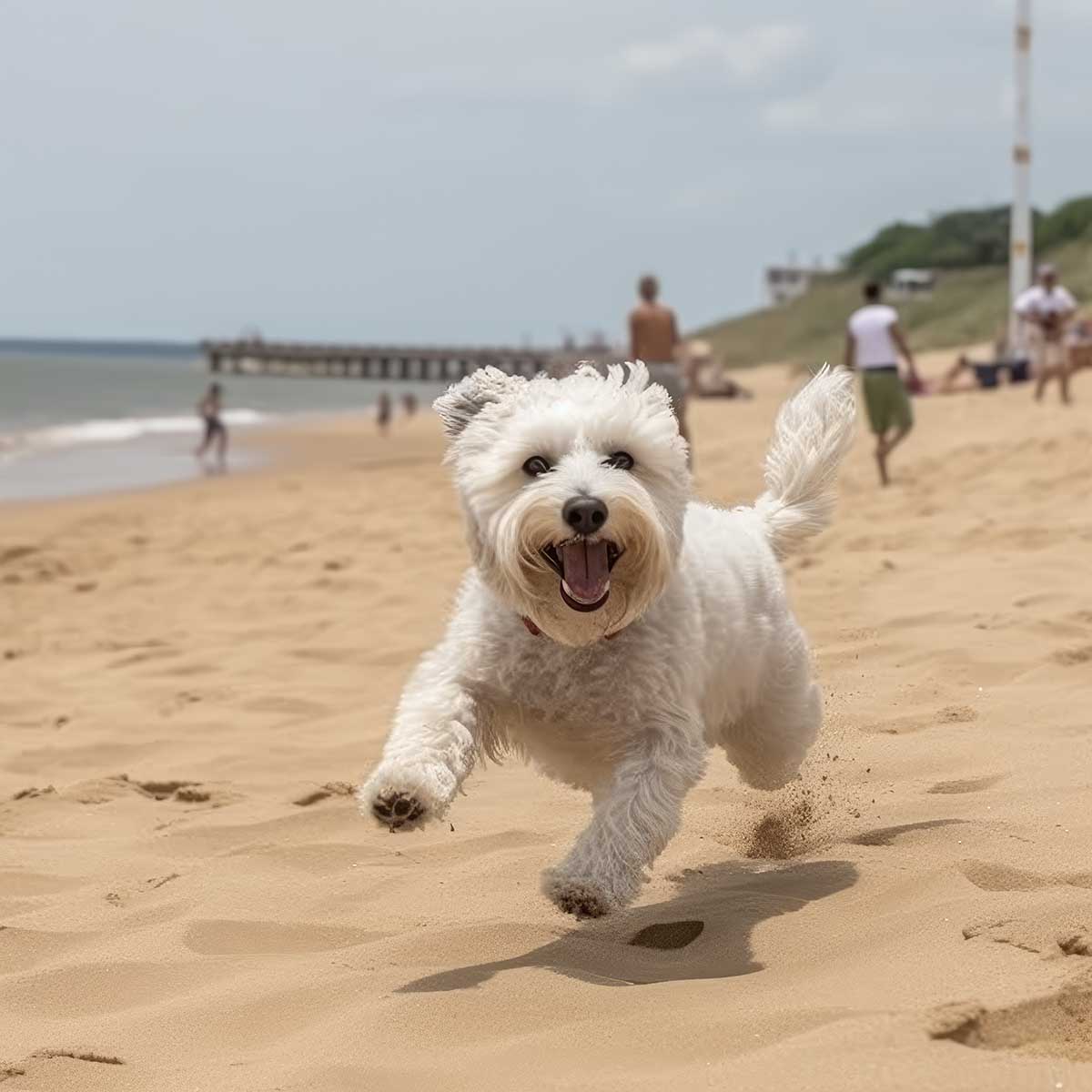 Rakuten - ボーダー・コリー 犬 ドッグ 動物 波 サーフ ビーチ 走る ペット 夏 正方形ポスター 四角 デザイン ポスター スクエア 5センチ刻みでサイズ豊富 インテリア デザイン プリント 絵画 オフィス 住宅 店舗 お洒落 かっこいい【sq-poster-638】