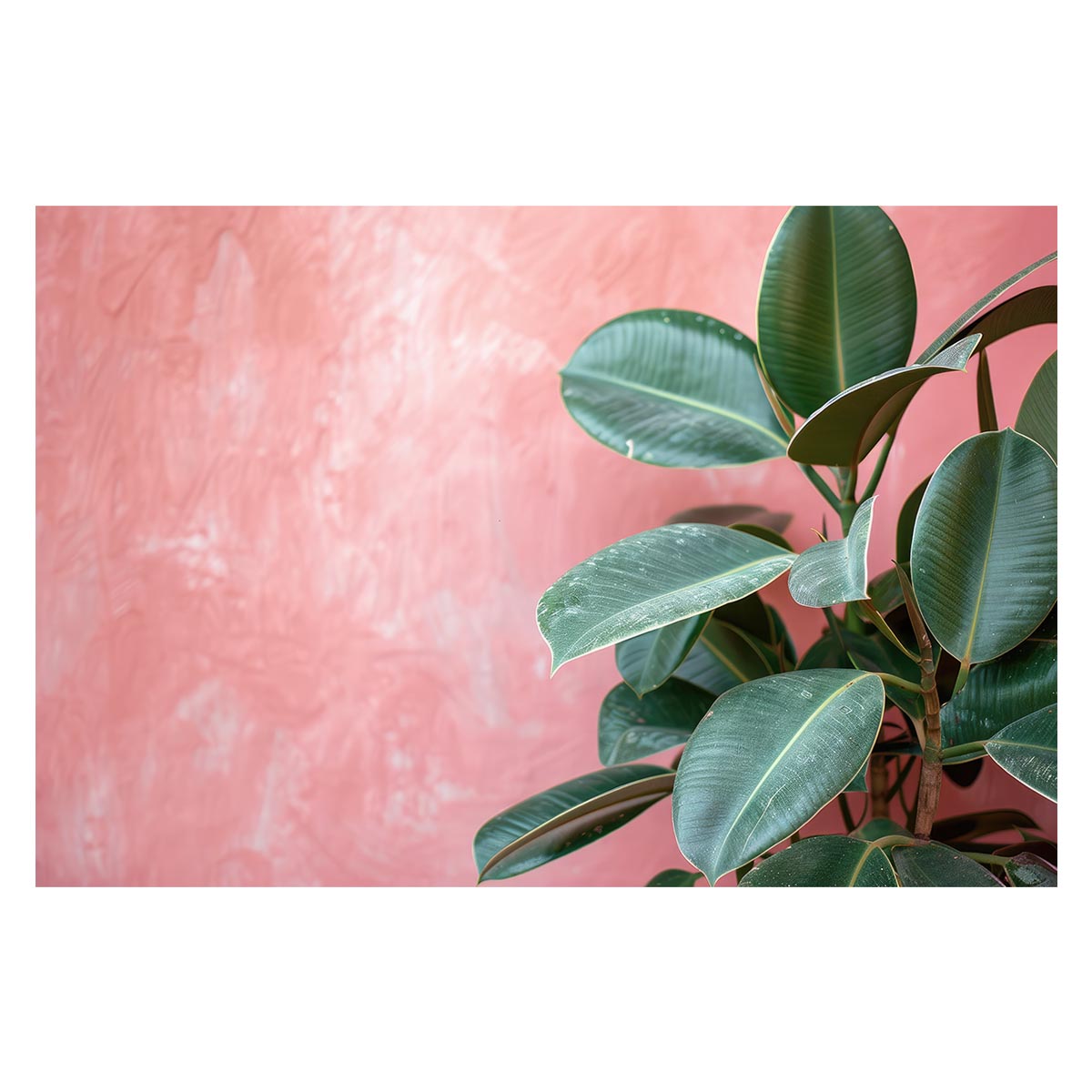 ゴムの木 フィカス 植物 グリーン 葉っぱ 観葉 ポスター ボタニカル 草 自然 用紙とサイズが選べる イ..