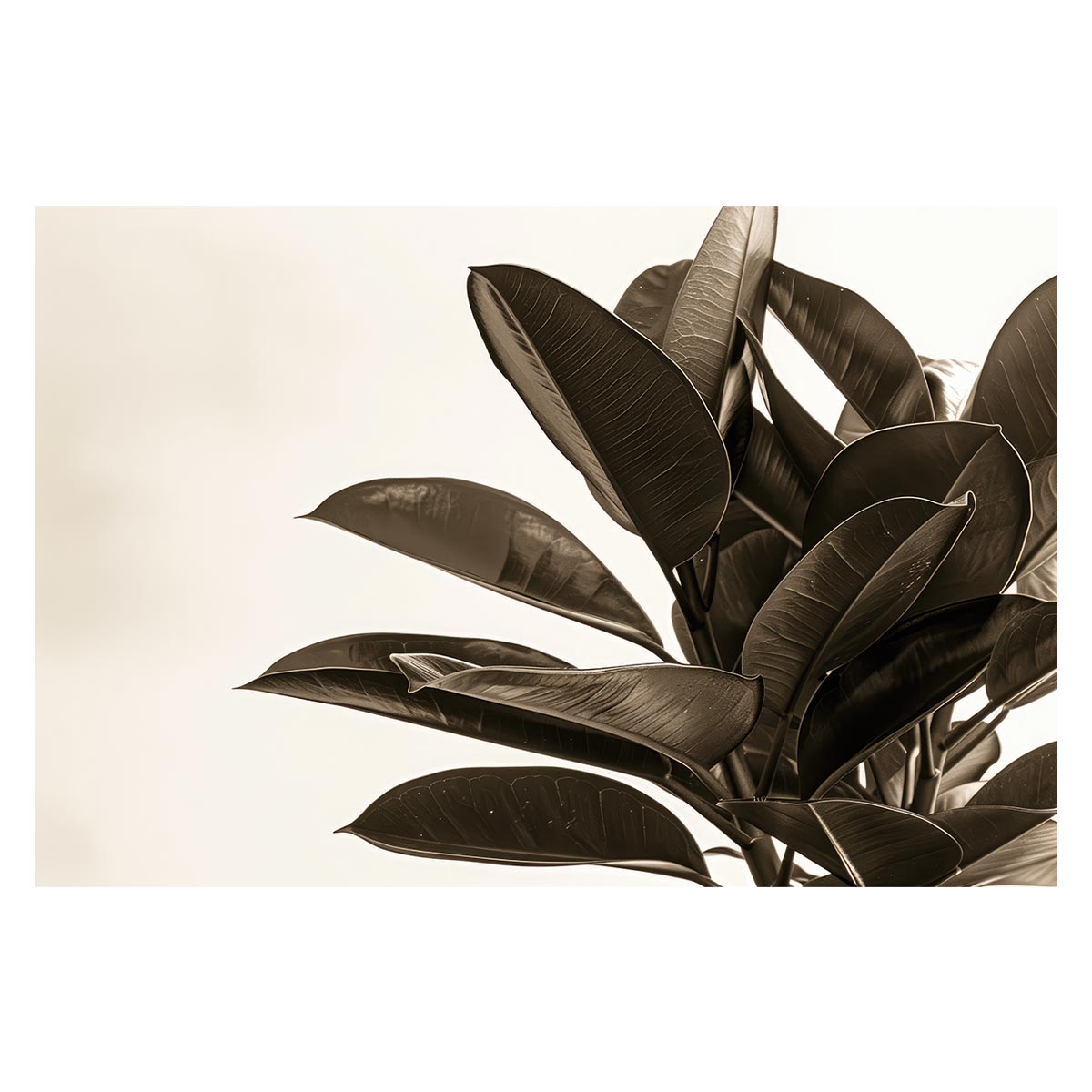 ゴムの木 フィカス 植物 グリーン 葉っぱ 観葉 ポスター ボタニカル 草 自然 用紙とサイズが選べる イ..