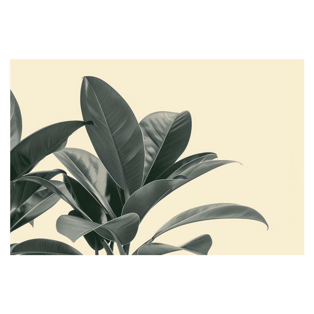 ゴムの木 フィカス 植物 グリーン 葉っぱ 観葉 ポスター ボタニカル 草 自然 用紙とサイズが選べる イ..