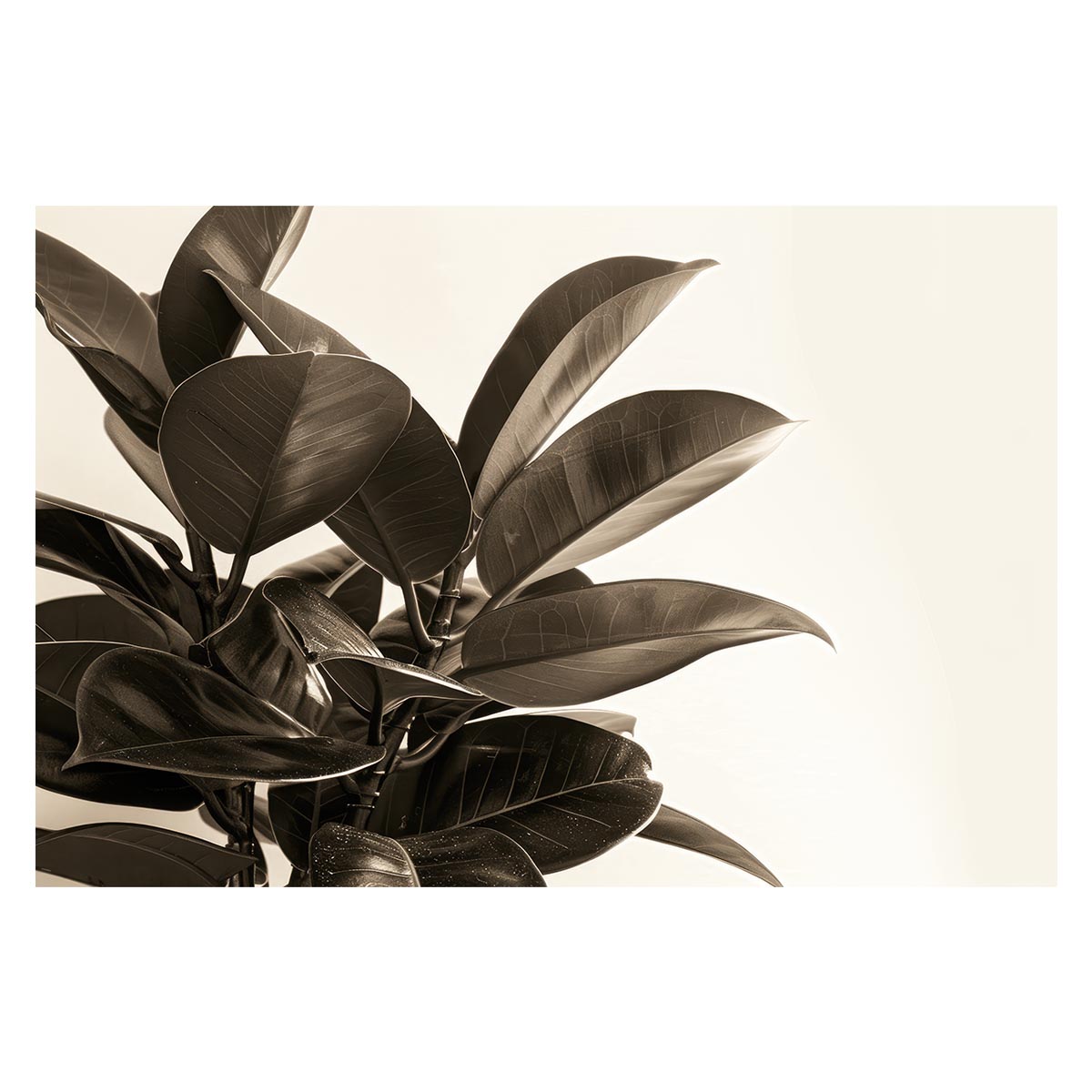 ゴムの木 フィカス 植物 グリーン 葉っぱ 観葉 ポスター ボタニカル 草 自然 用紙とサイズが選べる イ..