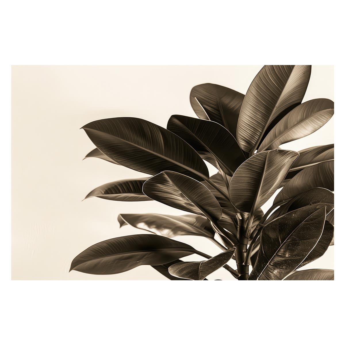 ゴムの木 フィカス 植物 グリーン 葉っぱ 観葉 ポスター ボタニカル 草 自然 用紙とサイズが選べる イ..