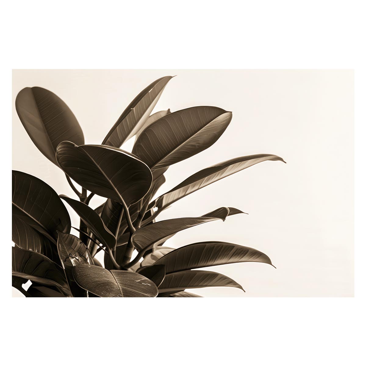 ゴムの木 フィカス 植物 グリーン 葉っぱ 観葉 ポスター ボタニカル 草 自然 用紙とサイズが選べる イ..