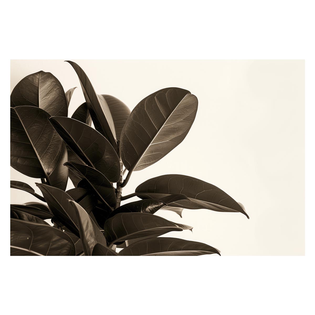 ゴムの木 フィカス 植物 グリーン 葉っぱ 観葉 ポスター ボタニカル 草 自然 用紙とサイズが選べる イ..