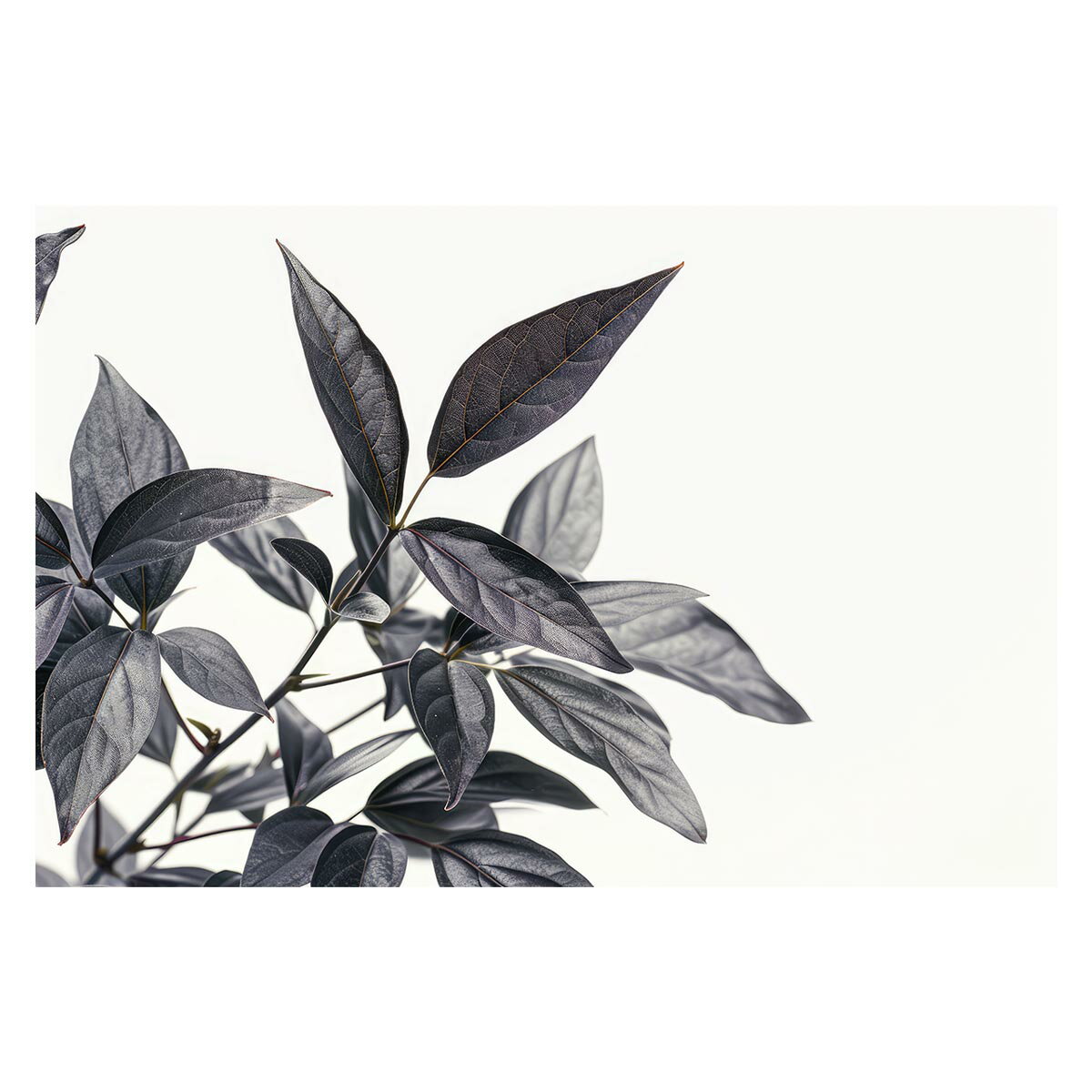 ゴムの木 フィカス 植物 グリーン 葉っぱ 観葉 ポスター ボタニカル 草 自然 用紙とサイズが選べる イ..