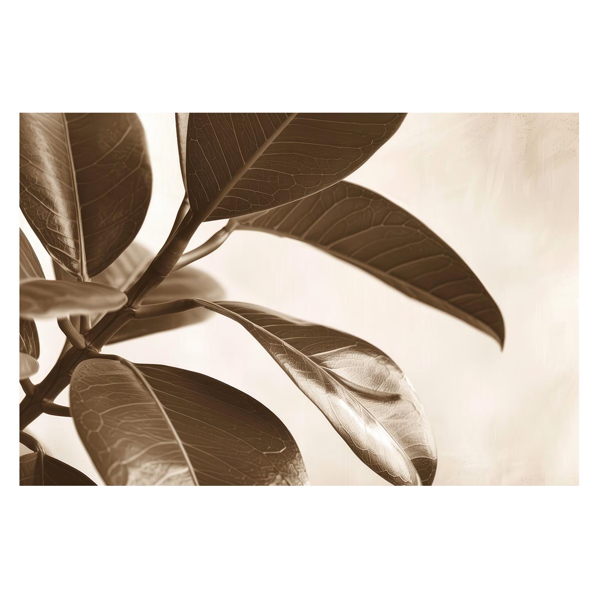 ゴムの木 フィカス 植物 グリーン 葉っぱ 観葉 ポスター ボタニカル 草 自然 用紙とサイズが選べる イ..