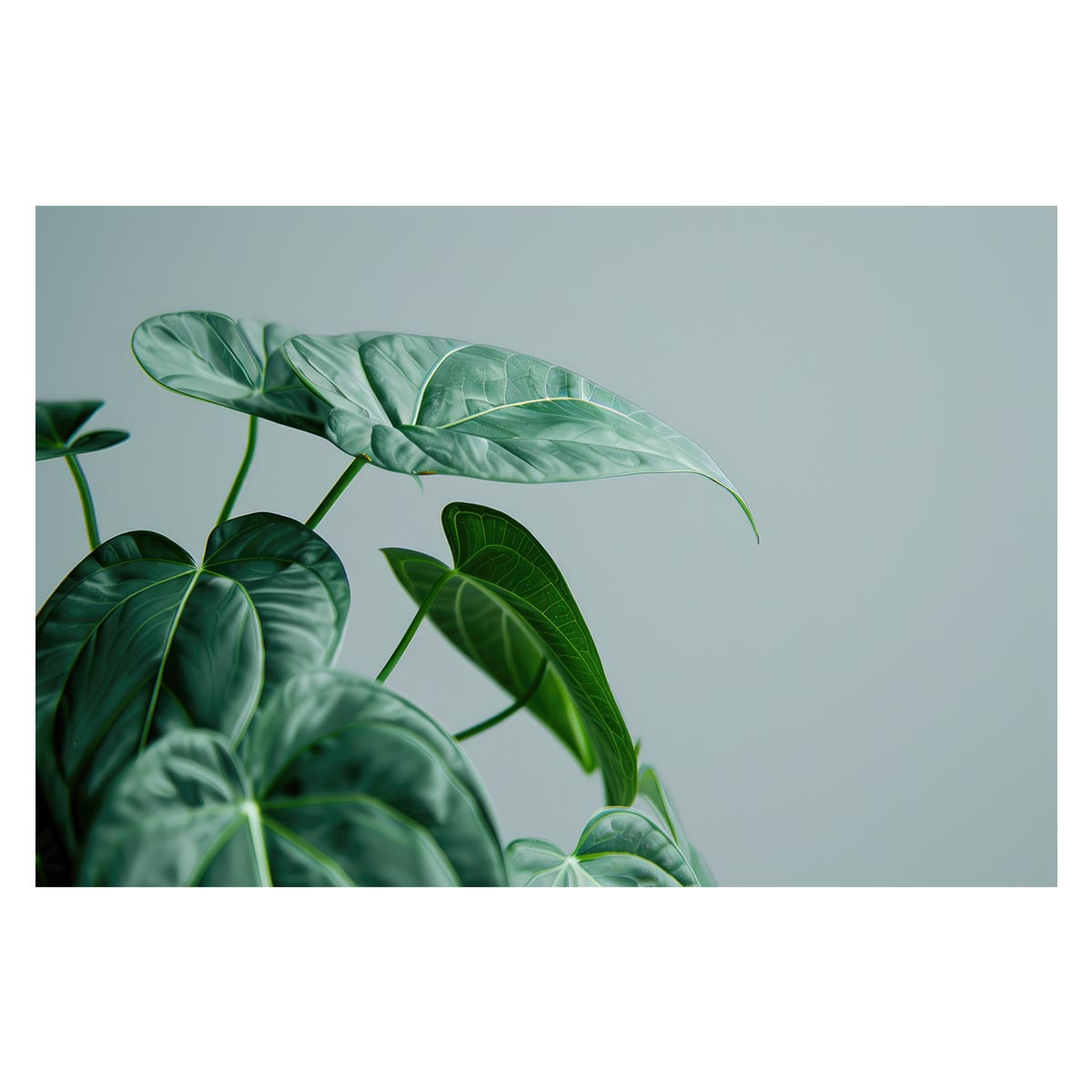 Rakuten - 植物 グリーン 葉っぱ 観葉 ポスター ボタニカル 草 自然 用紙とサイズが選べる インテリア おしゃれ プリントポスター フォト オシャレ アート モダン シンプル お洒落 特大 大きい【lh-poster-4667】