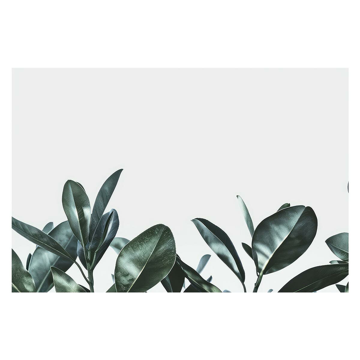 ゴムの木 フィカス 植物 グリーン 葉っぱ 観葉 ポスター ボタニカル 草 自然 用紙とサイズが選べる イ..