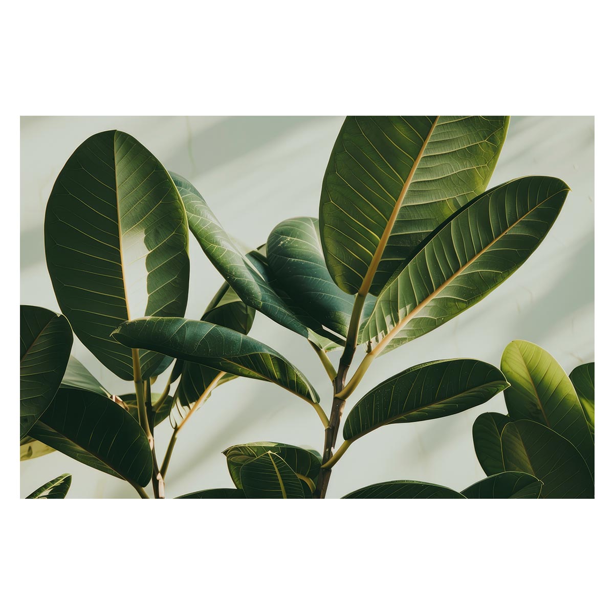 ゴムの木 フィカス 植物 グリーン 葉っぱ 観葉 ポスター ボタニカル 草 自然 用紙とサイズが選べる イ..