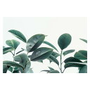 植物 グリーン 葉っぱ 観葉 ポスター ボタニカル 草 自然 用紙とサイズが選べる インテリア おしゃれ プリントポスター フォト オシャレ アート モダン シンプル お洒落 特大 大きい【lh-poster-4836】|詳細画像