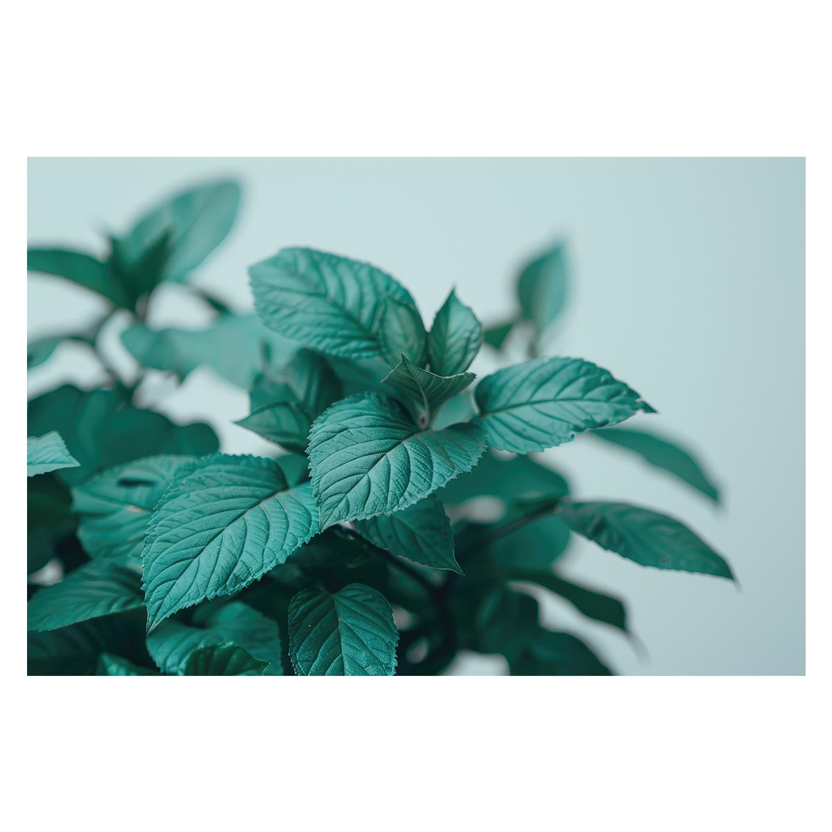 Rakuten - 植物 グリーン 葉っぱ 観葉 ポスター ボタニカル 草 自然 用紙とサイズが選べる インテリア おしゃれ プリントポスター フォト オシャレ アート モダン シンプル お洒落 特大 大きい【lh-poster-4863】