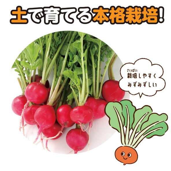 アーテック お家で楽しく栽培キット ラディッシュ 102930