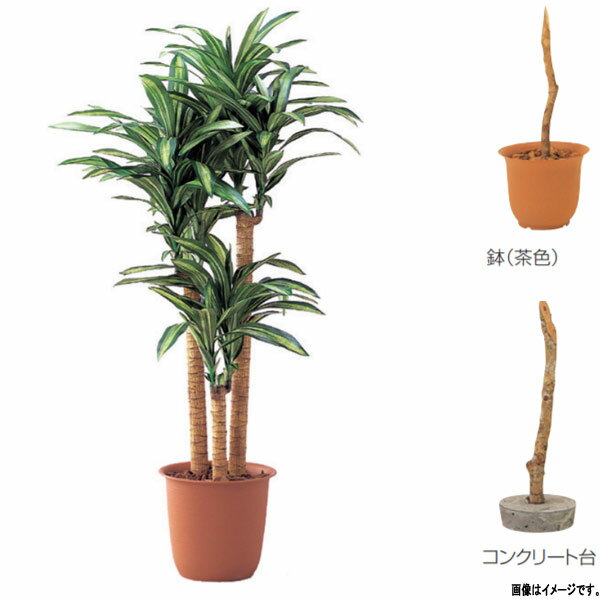 Dracaena - グローベン 人工植物 樹木・屋内用 幸福の木（3本立） A70NC218 H1800mm