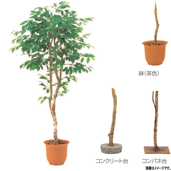 Benjamin - グローベン 人工植物 樹木・屋内用 フィカスベンジャミン（1本立） A70NS805 H1500mm