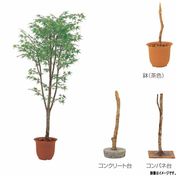 Leafy Plants - グローベン 人工植物 樹木・屋内用 モミジ A70NT108 H1800mm グリーン