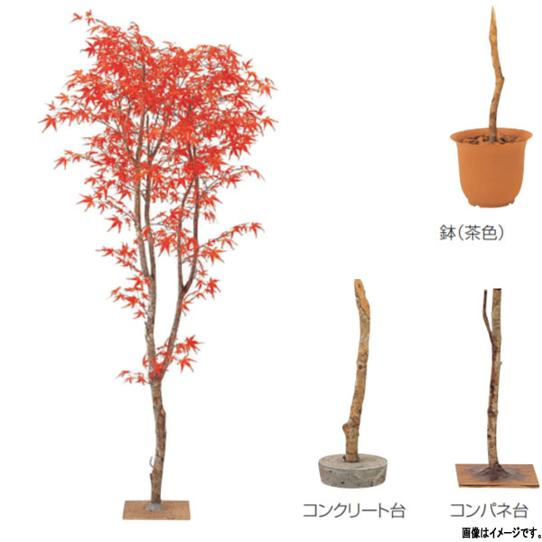 グローベン 人工植物 樹木・屋内用 モミジ A70NT115 H1500mm オレンジ