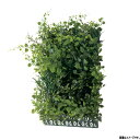グローベン 人工植物 軒下用壁面装飾 下草 壁面用グリーンマットA A70NTW007 W210×H300×D60mm