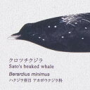 サンゲツ 壁紙 国立科学博物館 Whales and dolphins RE55946 1m長 糊なし