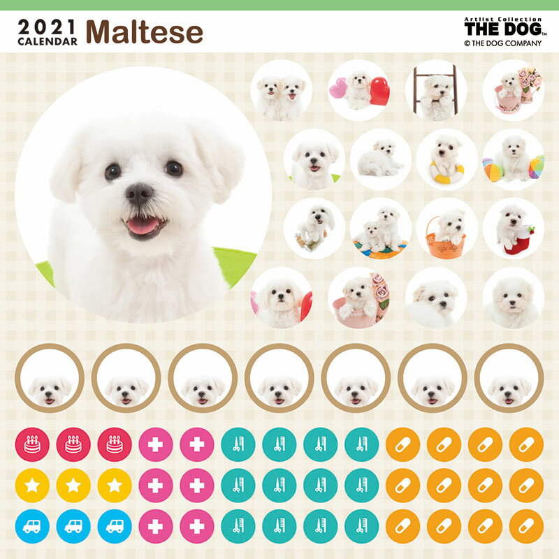 【メール便可】THE DOG 2021年 ミニカレンダー マルチーズ［犬／ドッグ／ペット／calendar／令和／壁掛け］