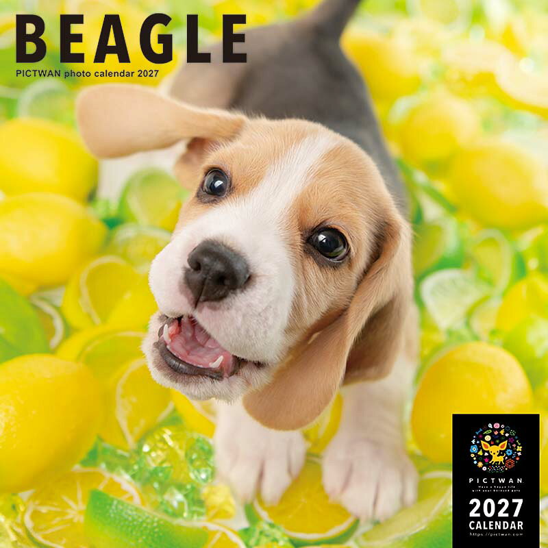 ［公式］PICTWANカレンダー 2027年【L判】ビーグル【送料無料】かわいい 犬 子犬 いぬ 壁掛け 犬種別 カレンダー BEAGLE