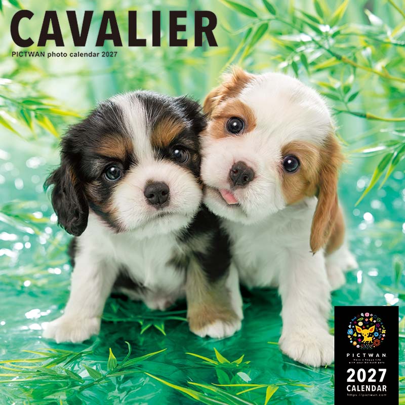 ［公式］PICTWANカレンダー 2027年【L判】キャバリア【送料無料】かわいい 犬 子犬 いぬ 壁掛け 犬種別 カレンダー CAVALIER