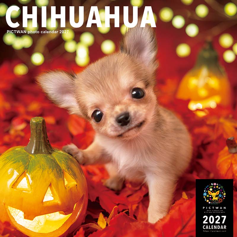 ［公式］PICTWANカレンダー 2027年【L判】チワワ【送料無料】かわいい 犬 子犬 いぬ 壁掛け 犬種別 カレンダー CHIHUAHUA